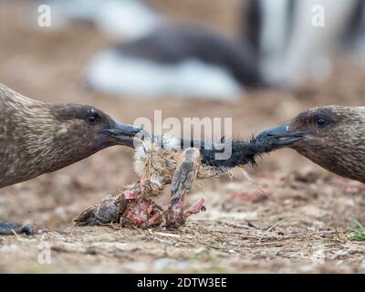 At carcass of Gentoo Penguin  (Pygoscelis papua) in colony.  Falkland Skua or Brown Skua (Stercorarius antarcticus, exact taxonomy is under dispute). Stock Photo