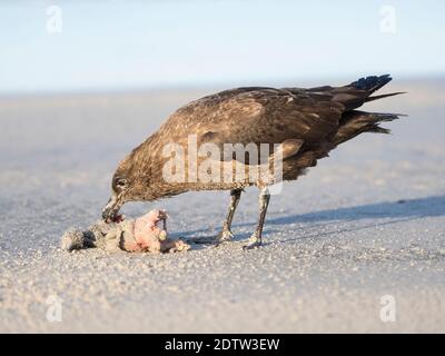 At carcass of Gentoo Penguin  (Pygoscelis papua) on sandy beach during sandstorm.  Falkland Skua or Brown Skua (Stercorarius antarcticus, exact taxono Stock Photo