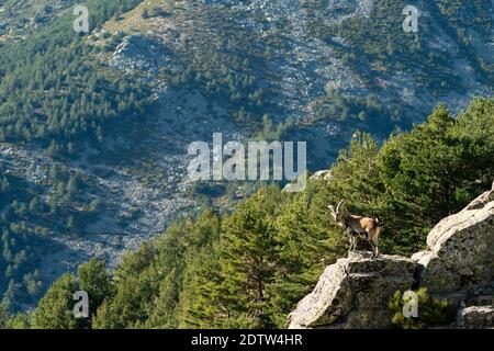 Iberian ibex, Spanish ibex, Spanish wild goat, or Iberian wild goat (Capra pyrenaica) Stock Photo