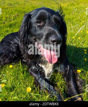 Working cocker spaniel dog with black hair and white chest in countryside panting on a hot summer day. Stock Photo
