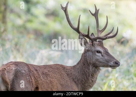 Red deer male in the woods at morning (Cervus elaphus) Stock Photo