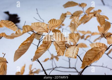 Yellow leaves in a snowy forest. A low shrub of a beech tree. A cloudy winter gray day. The texture of leaves on the background of untouched snow cove Stock Photo