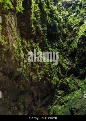 Algar do Carvao, a volcanic vent and landmark of the island, vegetation in the chimney.  Island Ilhas Terceira, part of the Azores (Ilhas dos Acores) Stock Photo