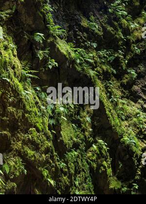Algar do Carvao, a volcanic vent and landmark of the island, vegetation in the chimney.  Island Ilhas Terceira, part of the Azores (Ilhas dos Acores) Stock Photo