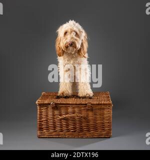 Cockapoo dog sat on top of wicker picnic hamper on grey background Stock Photo