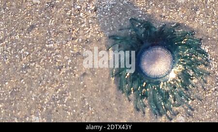 Blue Button Jellyfish, Portuguese Man o' War, washed up on the beach, Padre Island, Texas, Gulf of Mexico Stock Photo