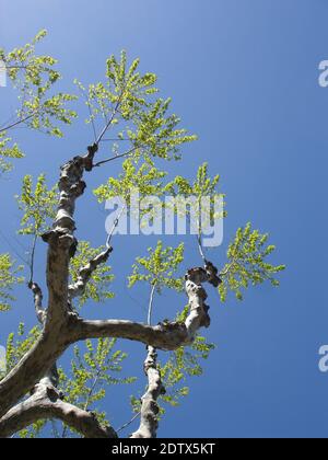 London plane's pollarded silver branches sprouting young green leaves against a brilliant azure Spring sky. Stock Photo