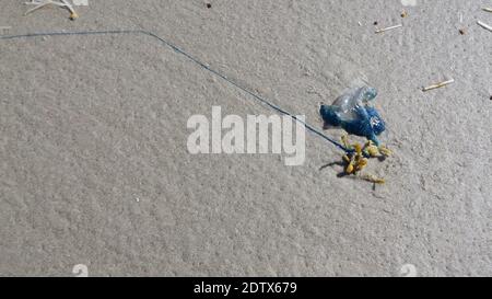 Small Portuguese man o' war with long venomous tentacle on the beach at the Padre Island National Seashore, Texas, Packery Channel Jetty Beach Stock Photo