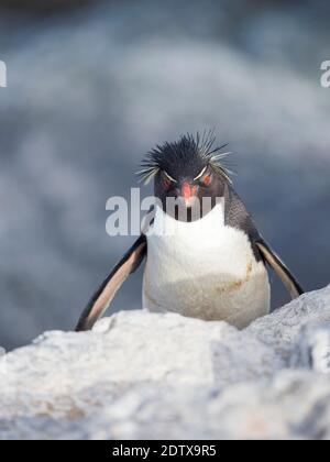 Climbing through a steep and rocky cliff Rockhopper Penguin  (Eudyptes chrysocome), subspecies Southern Rockhopper Penguin (Eudyptes chrysocome chryso Stock Photo