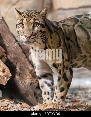Close up view of a Clouded Leopard (Neofelis nebulosa) Stock Photo