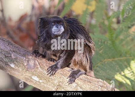 Portrait of a Blackmantled tamarin (Saguinus nigricollis graellsi