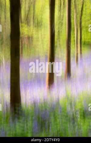 English Bluebells in UK Woodland Impressionistic Image using Intentional Camera Movement Technique Stock Photo