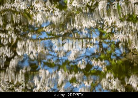 Spring tree blossom reflected in the River Weaver, near Whitegate, Cheshire, England, UK Stock Photo
