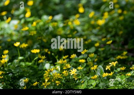 Lesser Celandine (Ficaria verna)  Wildflowers, Vale Royal Woods, near Whitegate, Cheshire, England, UK Stock Photo