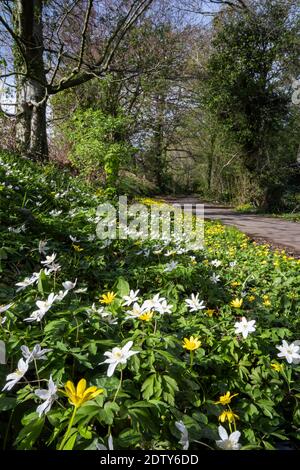 Wildflowers lining a footpath, Vale Royal Woods, Cheshire, England, UK Wood Anemones and Lesser Celandine