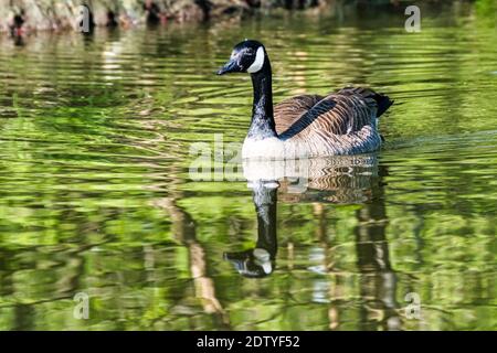 Canadian goose in the water of a pond Stock Photo