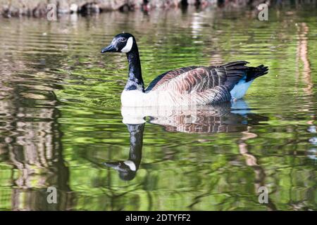 Canadian goose in the water of a pond Stock Photo