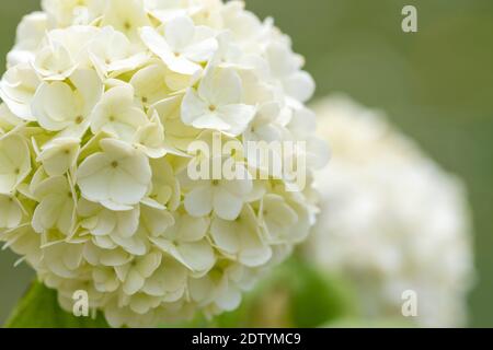 Close up of flowers on a viburnum opulus shrub Stock Photo