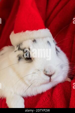 Cute white rabbit wearing Santa hat Stock Photo