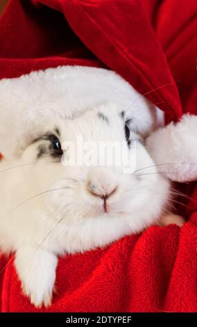 Cute white rabbit wearing Santa hat Stock Photo