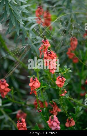 Diascia personata Coral Spires,Masked twinspur Coral Spires,coral pink racemes,salmon pink flowers,raceme,spike,spire,spikes,spires,flowering,garden,R Stock Photo