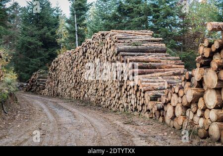 Deforestation. Logs of sawn trees lies on the ground. Deforestation. Ecological catastrophy. Stock Photo