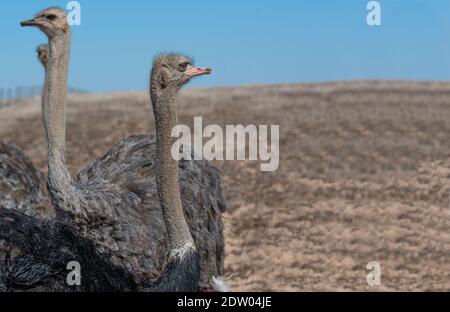 Ostriches on the farm Stock Photo