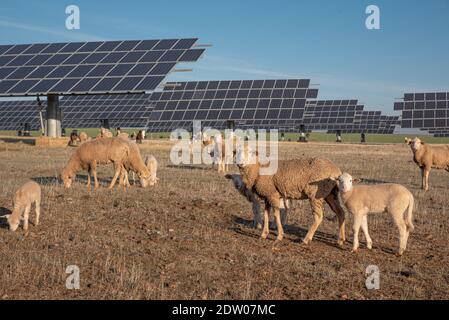 Flock of sheep in front of solar panels Stock Photo