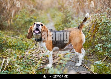 Happy beagle dog having fun on then green grass Stock Photo