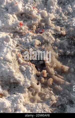 Frozen icy ground with blood stained snow and wolf footprints during the cold winter. Stock Photo