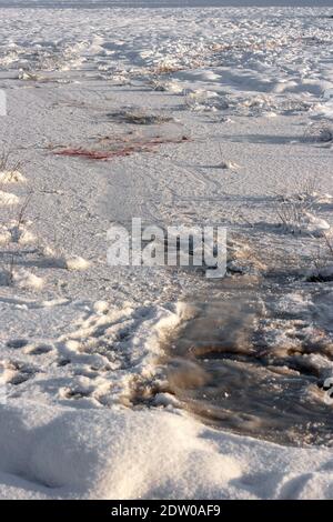 A trail from animal tracks and dragged body over the snowy and icy field during the cold winter in Latvia. Stock Photo