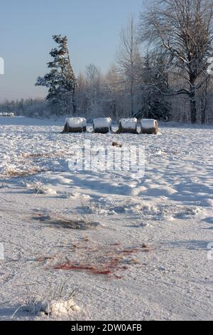 Cold weakened deer was killed by a pack of wolves and its corpse is dragged over the snowy field leaving behind a trail of blood and animal tracks. Stock Photo
