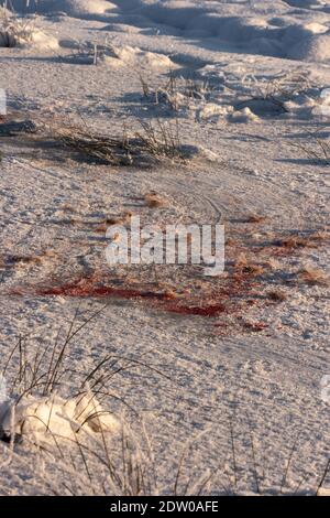 Blood stained trail from dead and dragged body over the snowy and icy field during the cold winter in Latvia. Stock Photo