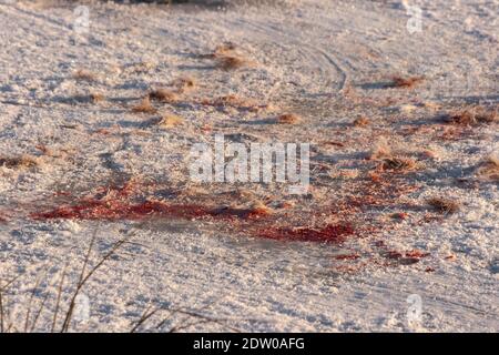 Blood stained trail from dead and dragged body over the snowy and icy field during the cold winter in Latvia. Stock Photo
