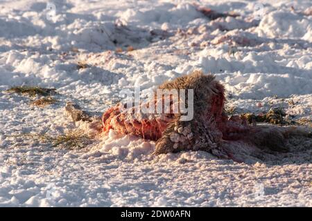Dead deer on the snowy field killed by wolf attack during the cold winter in Latvia. Stock Photo