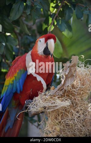 Scarlet macaw bird with a sharp hooked beak. Stock Photo