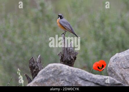 White-throated Robin (Irania gutturalis) male perched on dead snag with poppy in foreground  Armenia              May Stock Photo