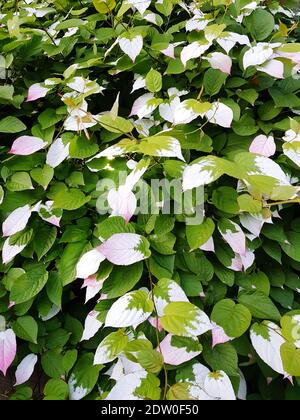 Full Frame Shot Of White Flowering Plants