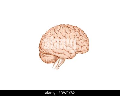 Drawing of a human brain Stock Photo