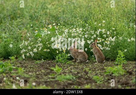 Rabbits.Two wild, native young rabbits (Oryctolagus cuniculus) on the edge of farmland with white Dog Daisies and facing left. Summertime. North Yorks Stock Photo