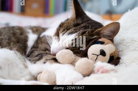 Cat sleeps with its head resting on a small stuffed dog Stock Photo
