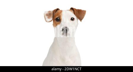 Dog looks wary. Dog portrait on white background. Stock Photo