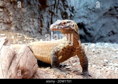 SEATTLE - NOV 11, 2020 - Komodo dragon ( Varanus komodoensis ) native of Indonesia, Woodland Park Zoo, Seattle, Washington Stock Photo