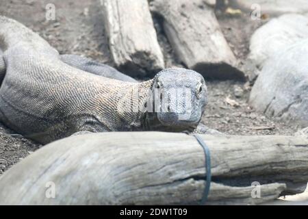 SEATTLE - NOV 11, 2020 - Komodo dragon ( Varanus komodoensis ) native of Indonesia, Woodland Park Zoo, Seattle, Washington Stock Photo