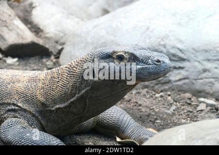 SEATTLE - NOV 11, 2020 - Komodo dragon ( Varanus komodoensis ) native of Indonesia, Woodland Park Zoo, Seattle, Washington Stock Photo