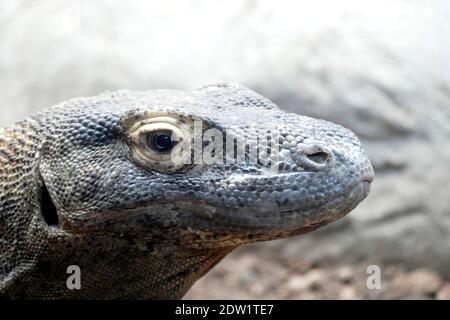 SEATTLE - NOV 11, 2020 - Komodo dragon ( Varanus komodoensis ) native of Indonesia, Woodland Park Zoo, Seattle, Washington Stock Photo