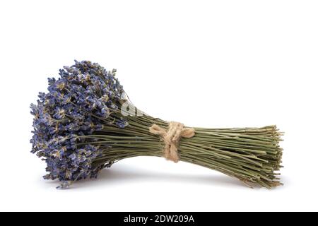 A tied bundle of dried lavender flowers on white background.  Lavender flower bouquet. Stock Photo