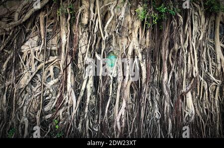 King George V Memorial Park Plaque overgrown by Banyan Tree roots in Hospital Road San Yin Pun on Hong Kong Island, China Stock Photo