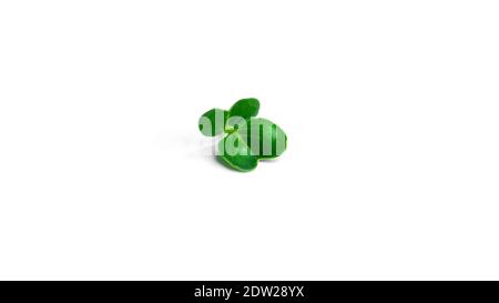 Microgreen on a white background. High quality photo Stock Photo