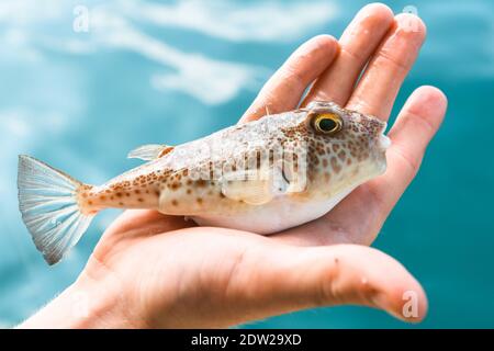 Poisonous puffer Fugu fish is lying on the palm of hand, Gulf of Thailand. Stock Photo